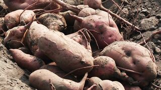 SWEET POTATO 2