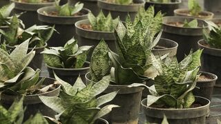 PLANT SANSEVIERA MINI