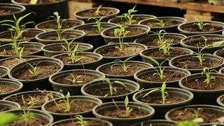 PLANTS GROW IN THE POT