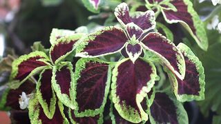 COLEUS PLANT