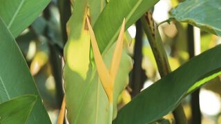 YELLOW HELICONIA FLOWER