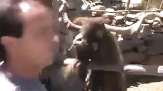 Animal contra Dilma.