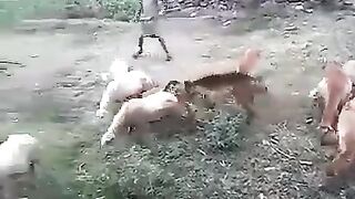 Bode ataca menino peralta