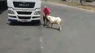 Bode Ataca Motorista