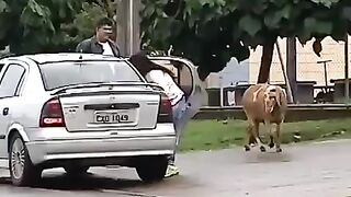 Bode Ataca pessoas