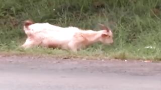 BODE LOUCO ATACA PESSOAS EM LONDRINA PR AO SOM DE PADRE MARCELO ROSSI SENHOR EU SEI QUE TU ME SONDAS.