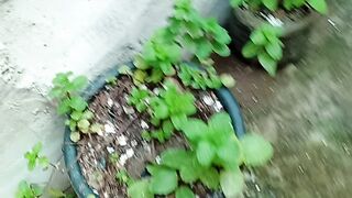 #PLANTAS DO QUINTAL