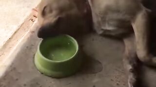 cachorro bahiano