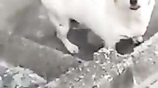 cachorro rebaixado 2.0