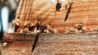 BEEKEEPING HONEY PRODUCTION