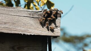 BEEKEEPING HONEY PRODUCTION 7