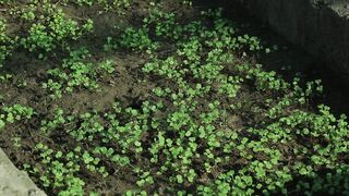 CLOVER PLANT