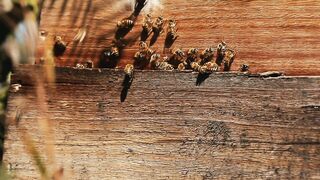 BEEKEEPING HONEY PRODUCTION 2
