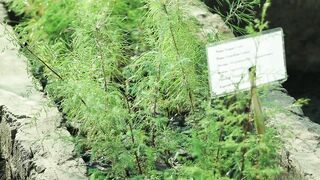 CEDAR PLANT 2