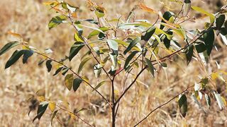 EUCALYPTUS TREE