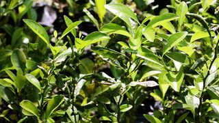 LEMON PLANT GROWING