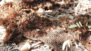 HONEYCOMB