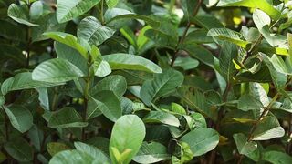 GUAVA PLANT LEAVES