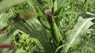 SWEETCORN 2