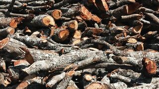 CUT TREES 5