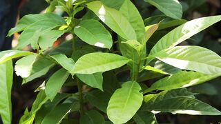AVOCADO PLANT GROWING