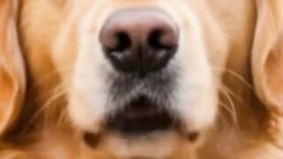 Cachorro Cantor"! 🐶🎤