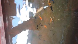 Molly balon fish 2