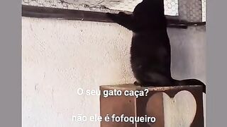Curious cat 2