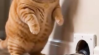 SHI_ TODO DIA TRAZ UM NOVO MOMENTO COM UM GATO