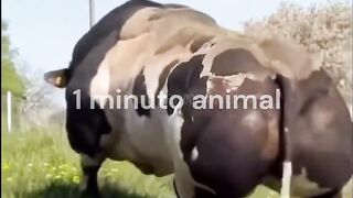 1 Minuto Animal - O Hulk Bovino...🐮#animais #curiosidades