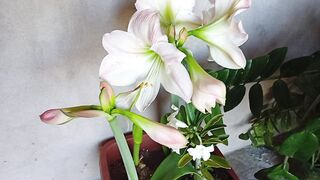 Orquídeas 3