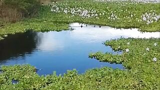 Lago no meio da caatinga de Pernambuco Brasil