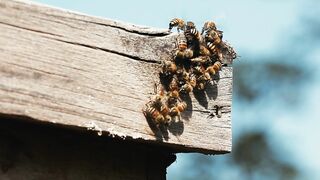 BEEKEEPING HONEY PRODUCTION 3