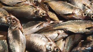 FISH 1