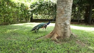 PEACOCK