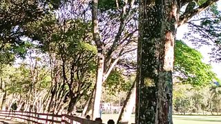 Nature life 3