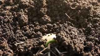 I Planted a Lemon Seed… Look What Happened 🍋🌱