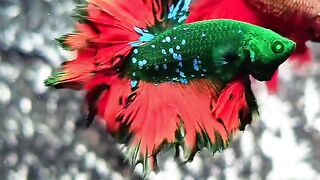 Colorful Green Betta Fish with Red Flowing Fins Swimming in Aquarium 4K Vertical