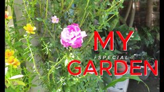 MY GARDEN