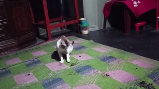 Cat & mouse