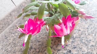 Nature flowers