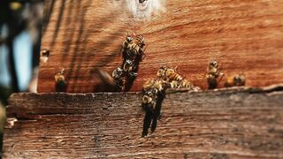 BEEKEEPING HONEY PRODUCTION 2 2