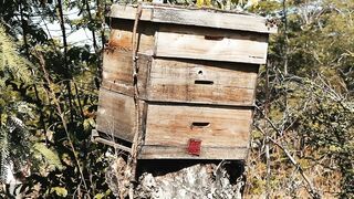 BEEHIVE 2