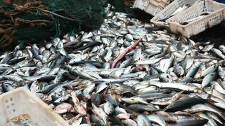 FISH 3