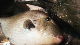 FISH 2