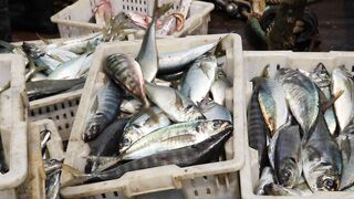 FISH 4