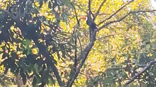 Natureza 10