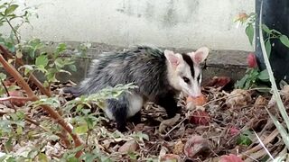 Opossum in the garden