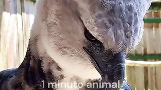 1 Minuto Animal - Essa Ave é a Mais Poderosa...🦅 #animais #curiosidades