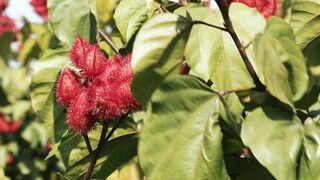 COCOA FLOWER 02